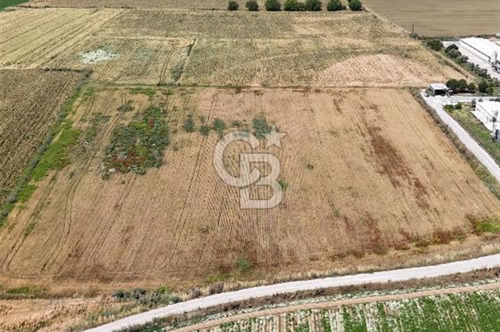 Tire Eğriazmak Mevkii Satılık 24 Dekar Verimli Tarla