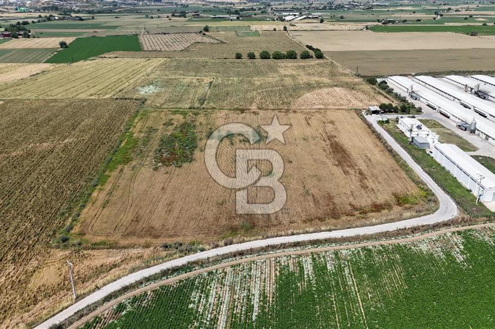 Tire Eğriazmak Mevkii Satılık 24 Dekar Verimli Tarla