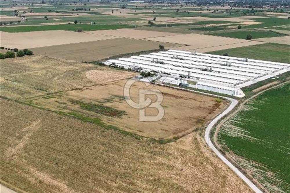 Tire Eğriazmak Mevkii Satılık 24 Dekar Verimli Tarla