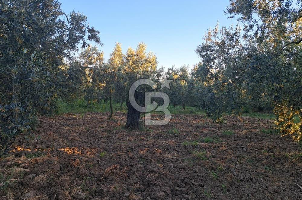 BURSA ORHANGAZİ KERAMET DE SATILIK 448 M2 ZEYTİNLİK