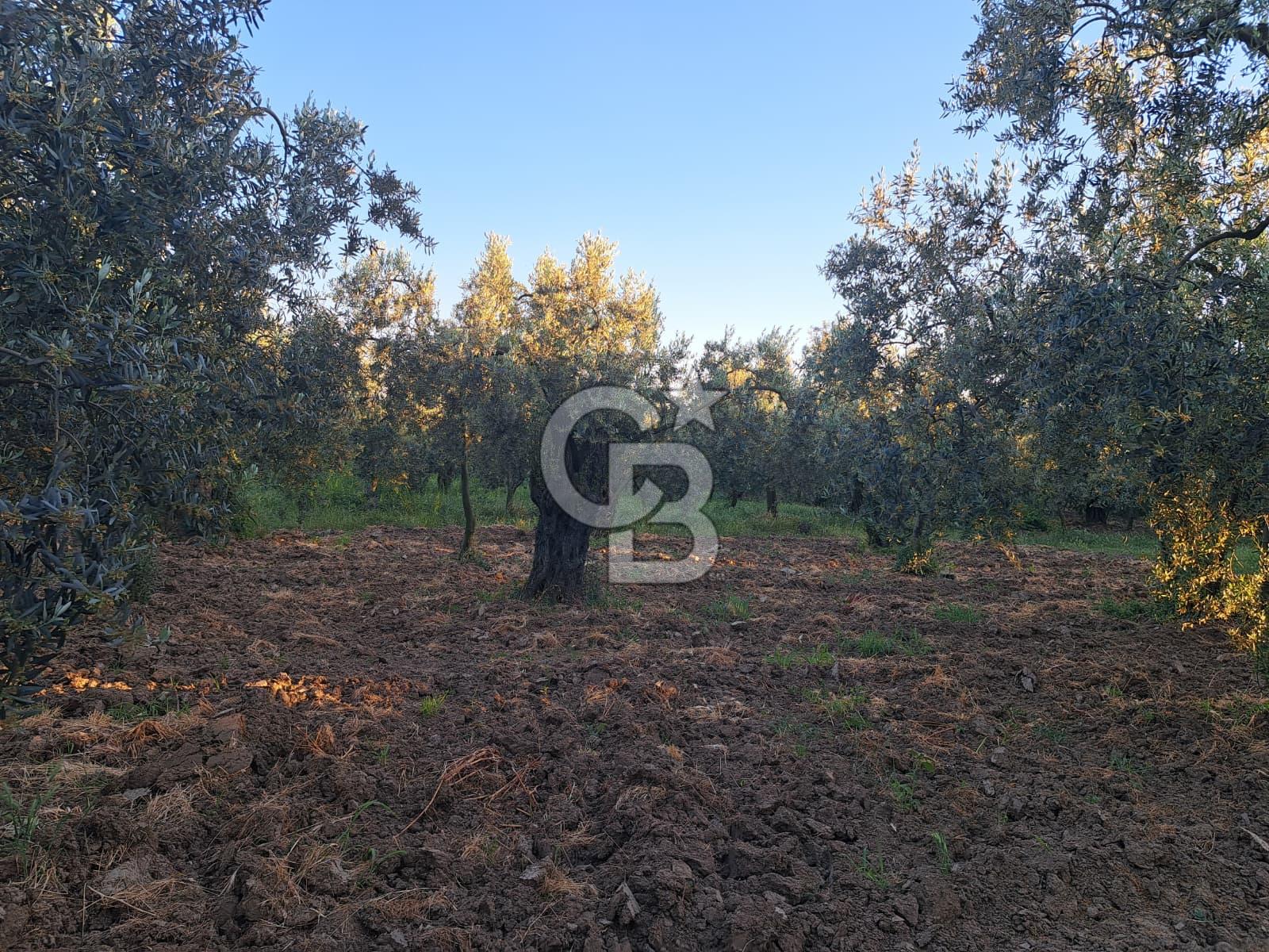 BURSA ORHANGAZİ KERAMET DE SATILIK 448 M2 ZEYTİNLİK