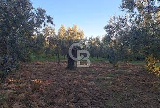 BURSA ORHANGAZİ KERAMET DE SATILIK 448 M2 ZEYTİNLİK - 2 - 352356