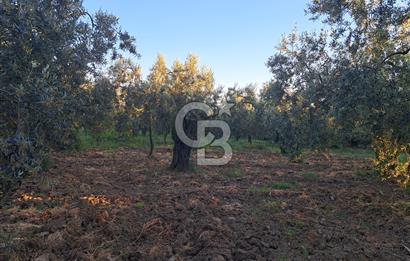 BURSA ORHANGAZİ KERAMET DE SATILIK 448 M2 ZEYTİNLİK