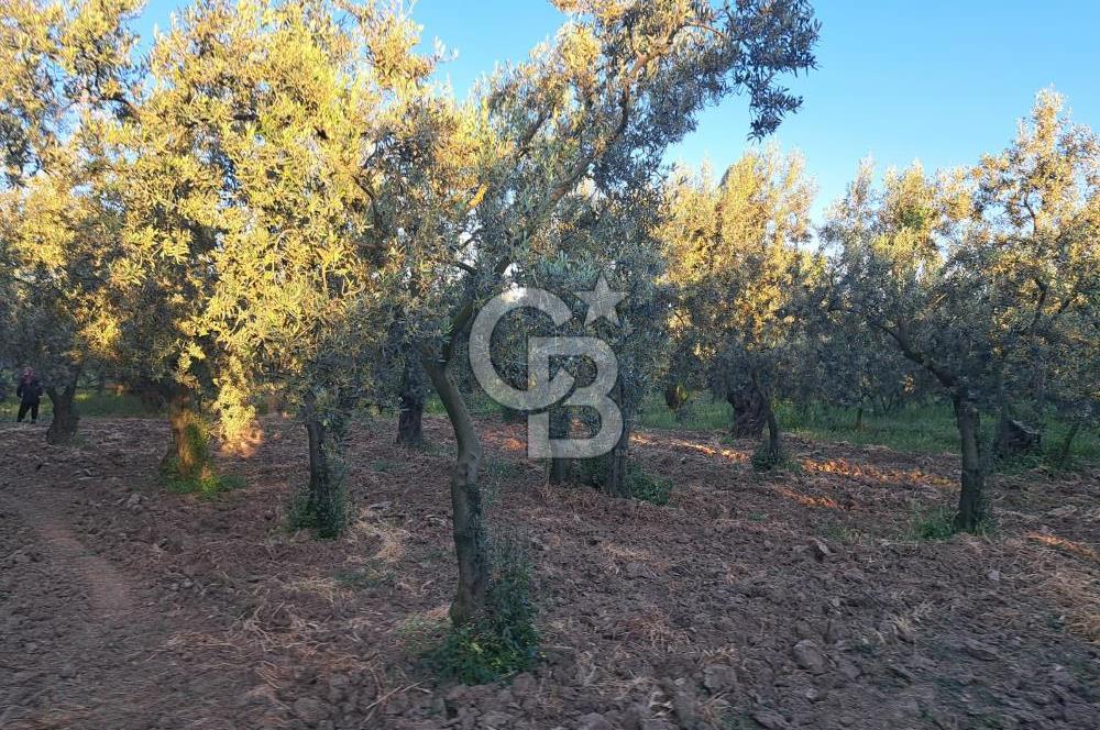 BURSA ORHANGAZİ KERAMET DE SATILIK 448 M2 ZEYTİNLİK
