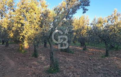BURSA ORHANGAZİ KERAMET DE SATILIK 448 M2 ZEYTİNLİK