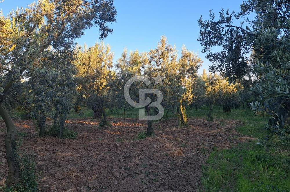 BURSA ORHANGAZİ KERAMET DE SATILIK 448 M2 ZEYTİNLİK