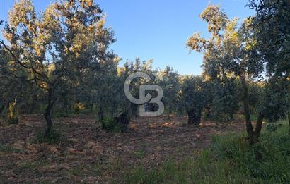 BURSA ORHANGAZİ KERAMET DE SATILIK 448 M2 ZEYTİNLİK