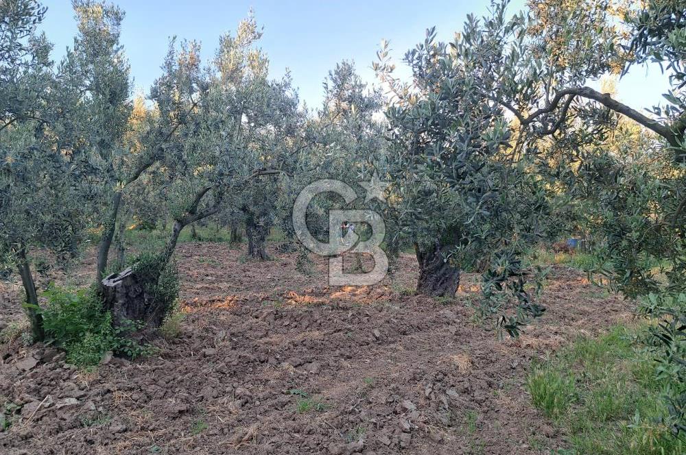 BURSA ORHANGAZİ KERAMET DE SATILIK 448 M2 ZEYTİNLİK