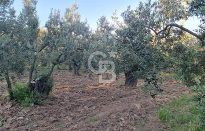 BURSA ORHANGAZİ KERAMET DE SATILIK 448 M2 ZEYTİNLİK