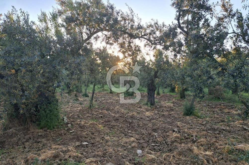 BURSA ORHANGAZİ KERAMET DE SATILIK 448 M2 ZEYTİNLİK