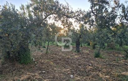 BURSA ORHANGAZİ KERAMET DE SATILIK 448 M2 ZEYTİNLİK
