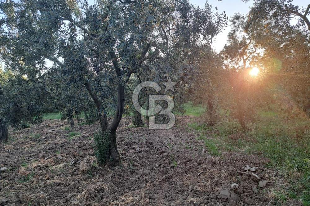 BURSA ORHANGAZİ KERAMET DE SATILIK 448 M2 ZEYTİNLİK