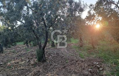 BURSA ORHANGAZİ KERAMET DE SATILIK 448 M2 ZEYTİNLİK