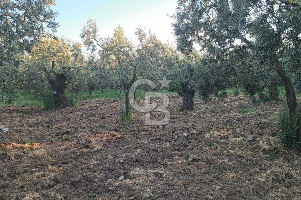 BURSA ORHANGAZİ KERAMET DE SATILIK 448 M2 ZEYTİNLİK