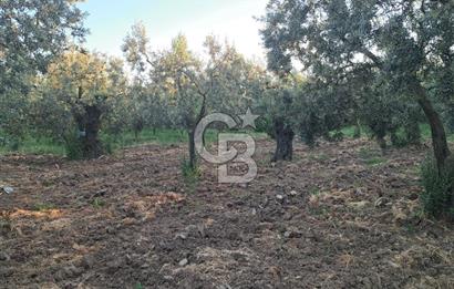BURSA ORHANGAZİ KERAMET DE SATILIK 448 M2 ZEYTİNLİK