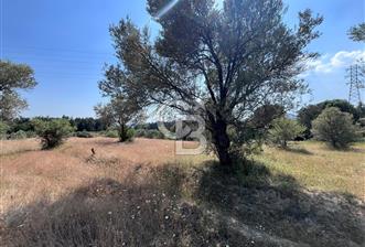 BORNOVA YAKAKÖY'DE SATILIK ZEYTİNLİK - 1 - 352465