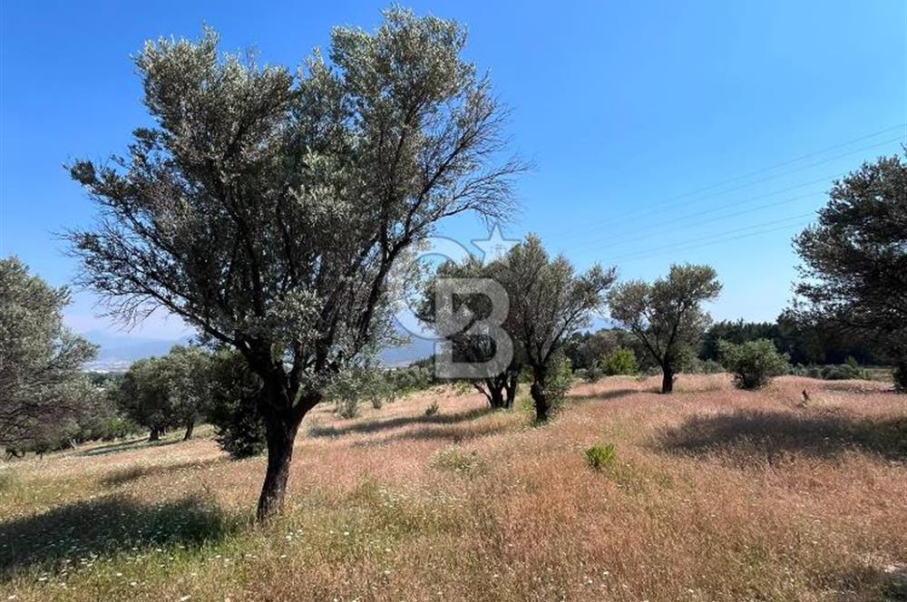 BORNOVA YAKAKÖY'DE SATILIK ZEYTİNLİK