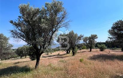 BORNOVA YAKAKÖY'DE SATILIK ZEYTİNLİK