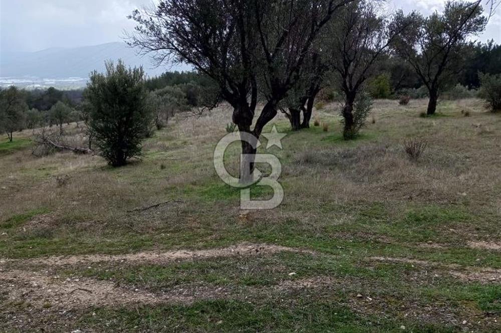 BORNOVA YAKAKÖY'DE SATILIK ZEYTİNLİK