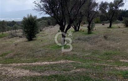 BORNOVA YAKAKÖY'DE SATILIK ZEYTİNLİK