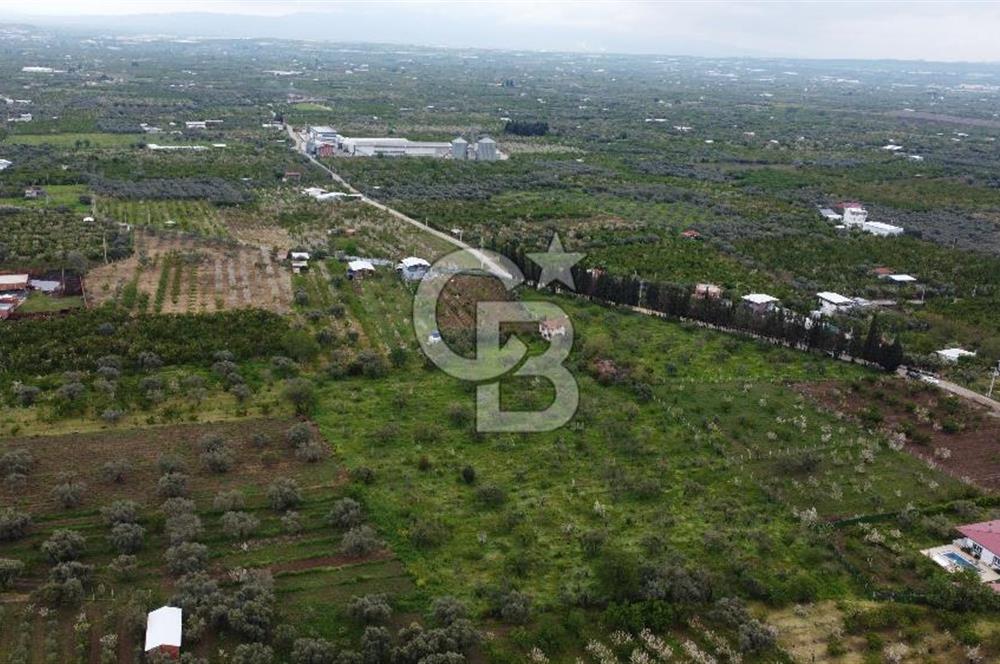 kemalpaşa yola cephe tek parça içinde numaratajları bulunan emsalsiz bağ 