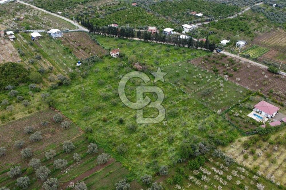 kemalpaşa yola cephe tek parça içinde numaratajları bulunan emsalsiz bağ 