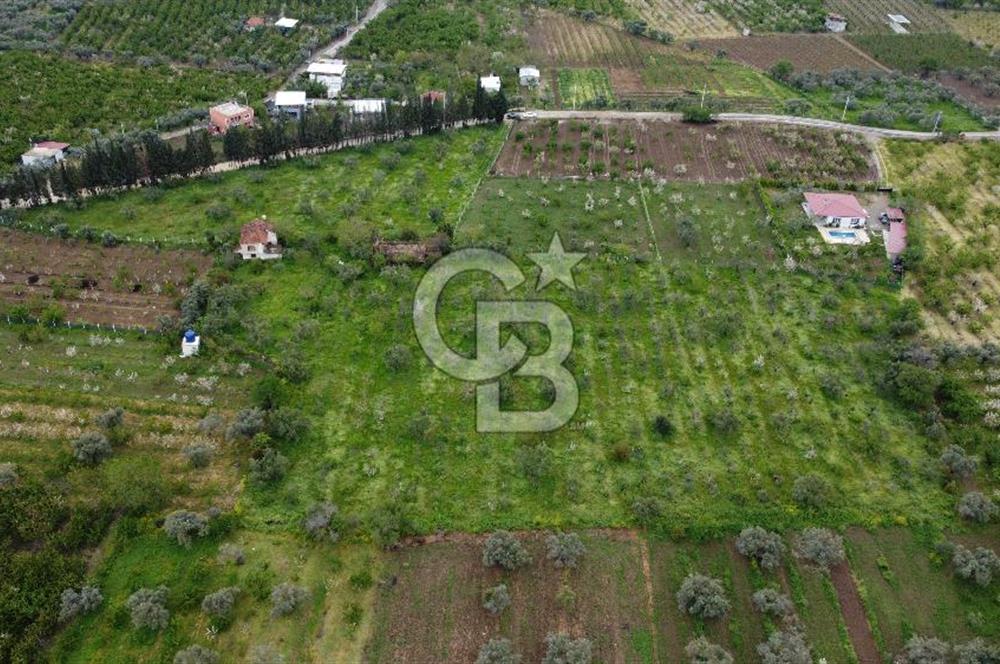 kemalpaşa yola cephe tek parça içinde numaratajları bulunan emsalsiz bağ 