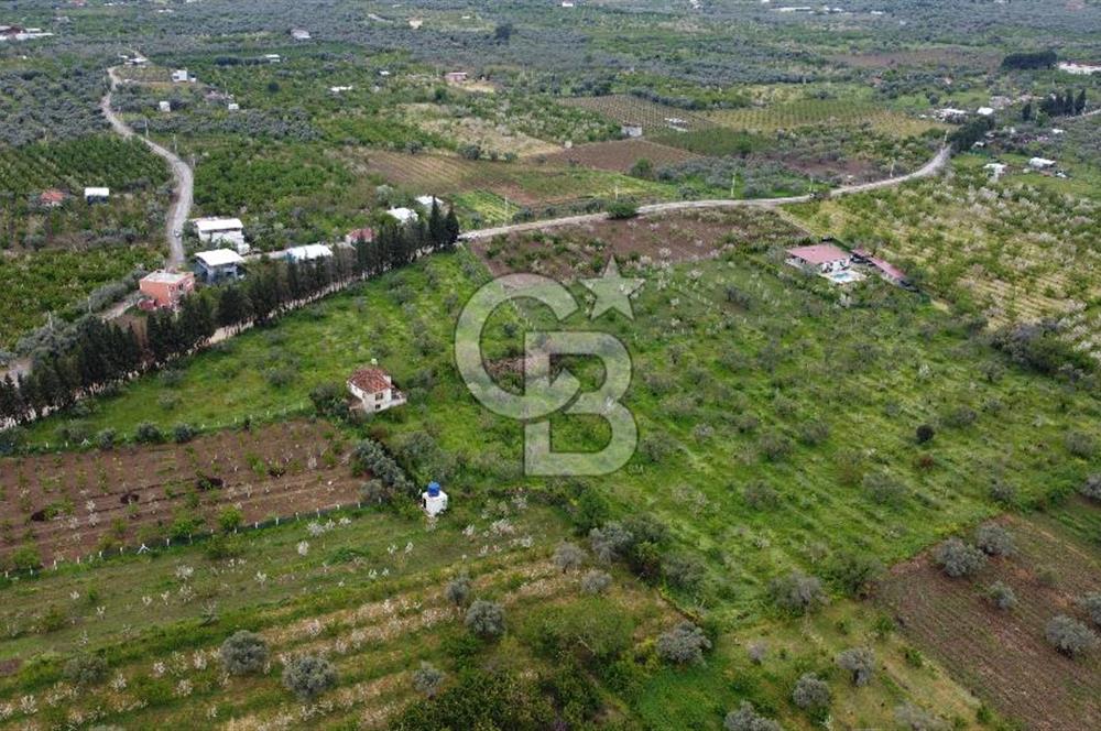 kemalpaşa yola cephe tek parça içinde numaratajları bulunan emsalsiz bağ 