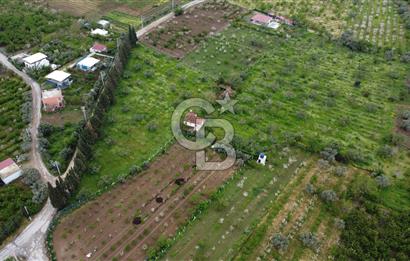 kemalpaşa yola cephe tek parça içinde numaratajları bulunan emsalsiz bağ 