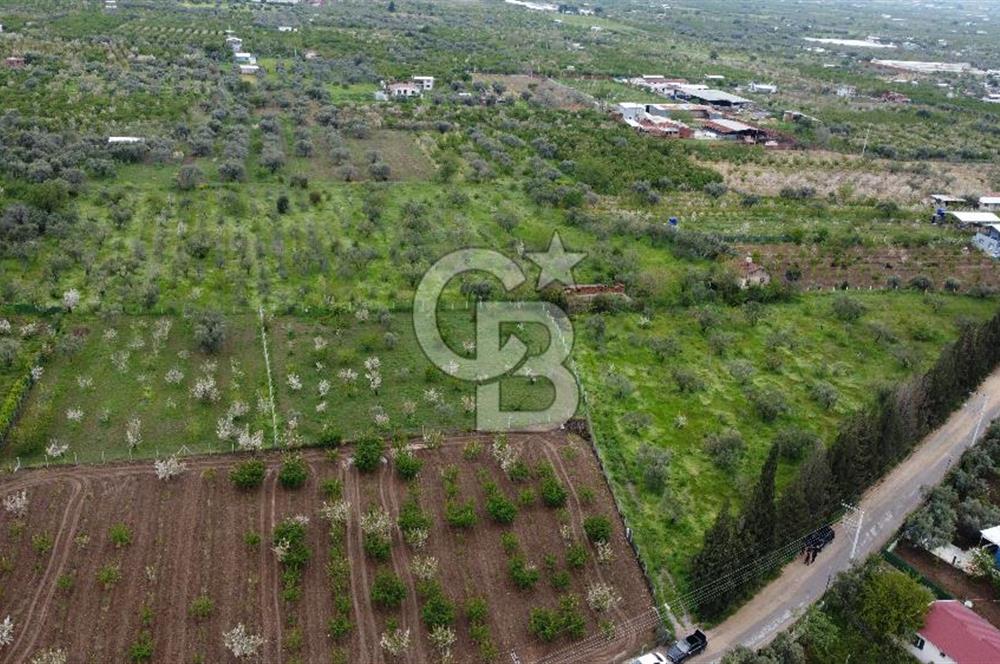 kemalpaşa yola cephe tek parça içinde numaratajları bulunan emsalsiz bağ 