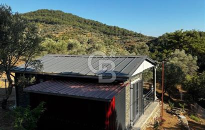 Seferihisar Beyler Köyün de Müstakil Tapulu Zeytinlik