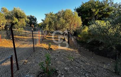 Seferihisar Beyler Köyün de Müstakil Tapulu Zeytinlik