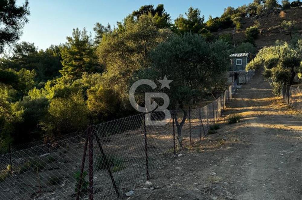 Seferihisar Beyler Köyün de Müstakil Tapulu Zeytinlik