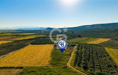 Foça Gerenköy'de Satılık 212 m2 Tarla