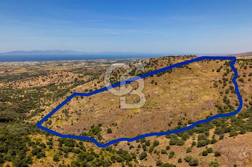 Dikili Kızılçukur'da 150 Dönüm Satılık Tarla