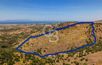 Dikili Kızılçukur'da 150 Dönüm Satılık Tarla