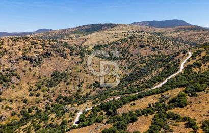Dikili Kızılçukur'da 150 Dönüm Satılık Tarla