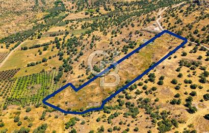 Dikili Kızılçukur'da 17.446 m2 Satılık Tarla
