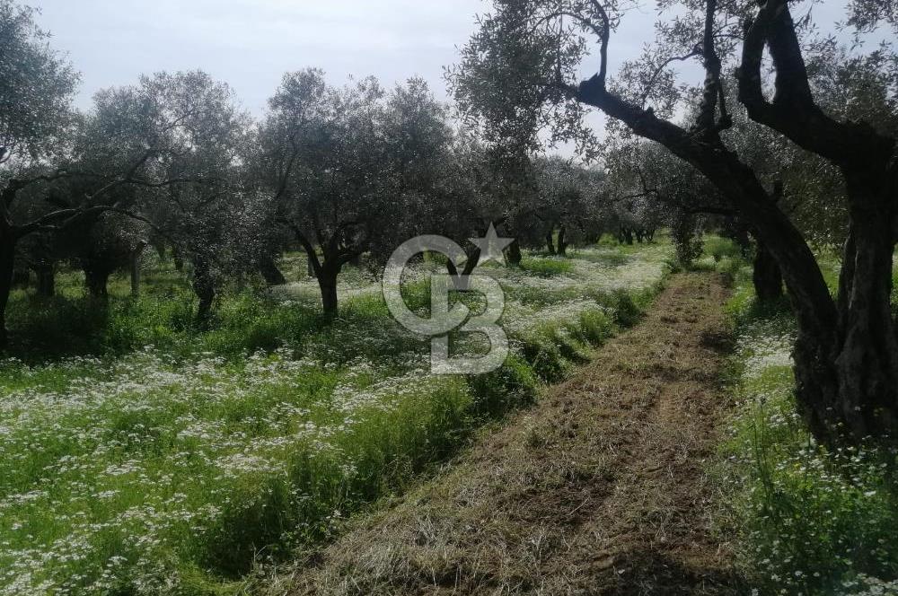 Museland-Bayındır- Çiftçigediği Mahallesinde Satılık Zeytinlik