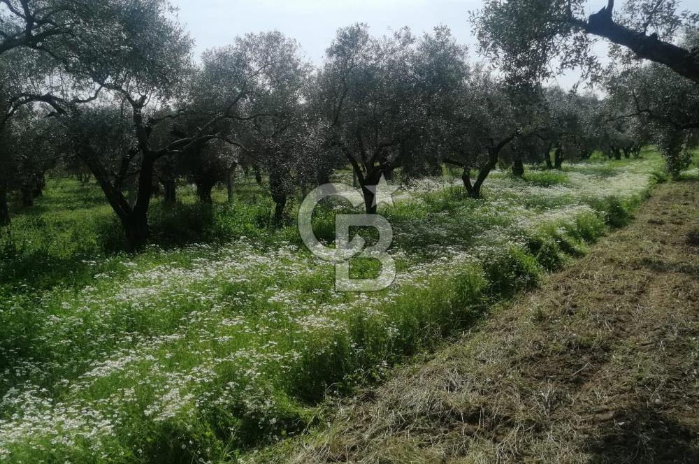 Museland-Bayındır- Çiftçigediği Mahallesinde Satılık Zeytinlik