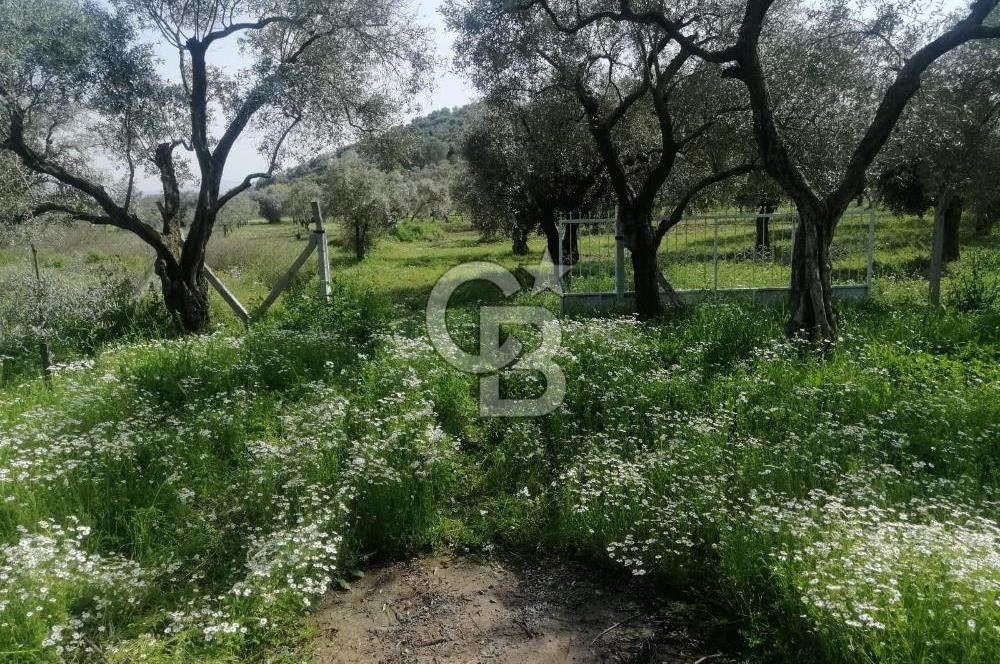Museland-Bayındır- Çiftçigediği Mahallesinde Satılık Zeytinlik