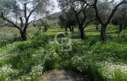 Museland-Bayındır- Çiftçigediği Mahallesinde Satılık Zeytinlik