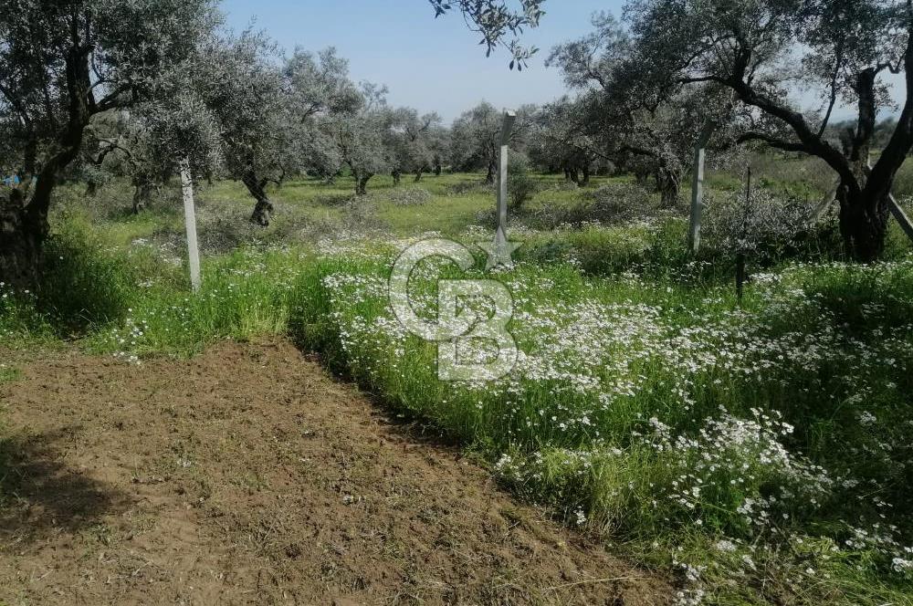 Museland-Bayındır- Çiftçigediği Mahallesinde Satılık Zeytinlik