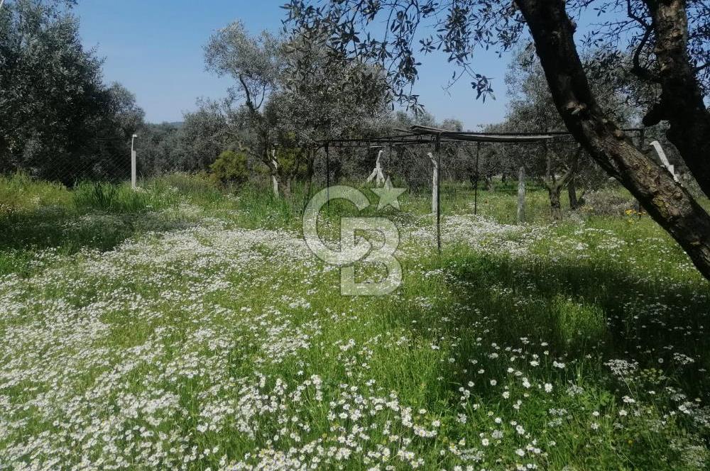 Museland-Bayındır- Çiftçigediği Mahallesinde Satılık Zeytinlik