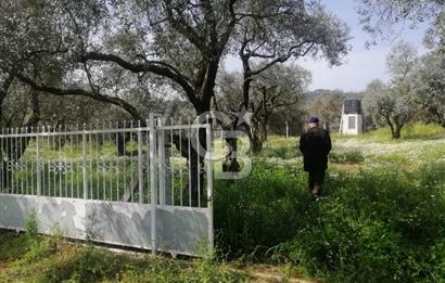 Museland-Bayındır- Çiftçigediği Mahallesinde Satılık Zeytinlik