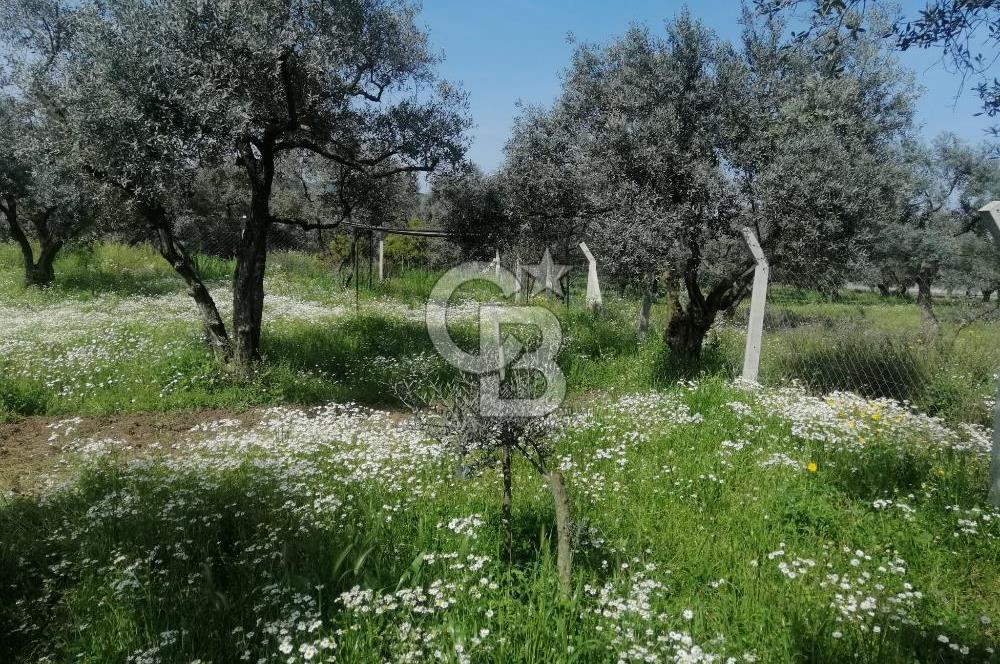 Museland-Bayındır- Çiftçigediği Mahallesinde Satılık Zeytinlik