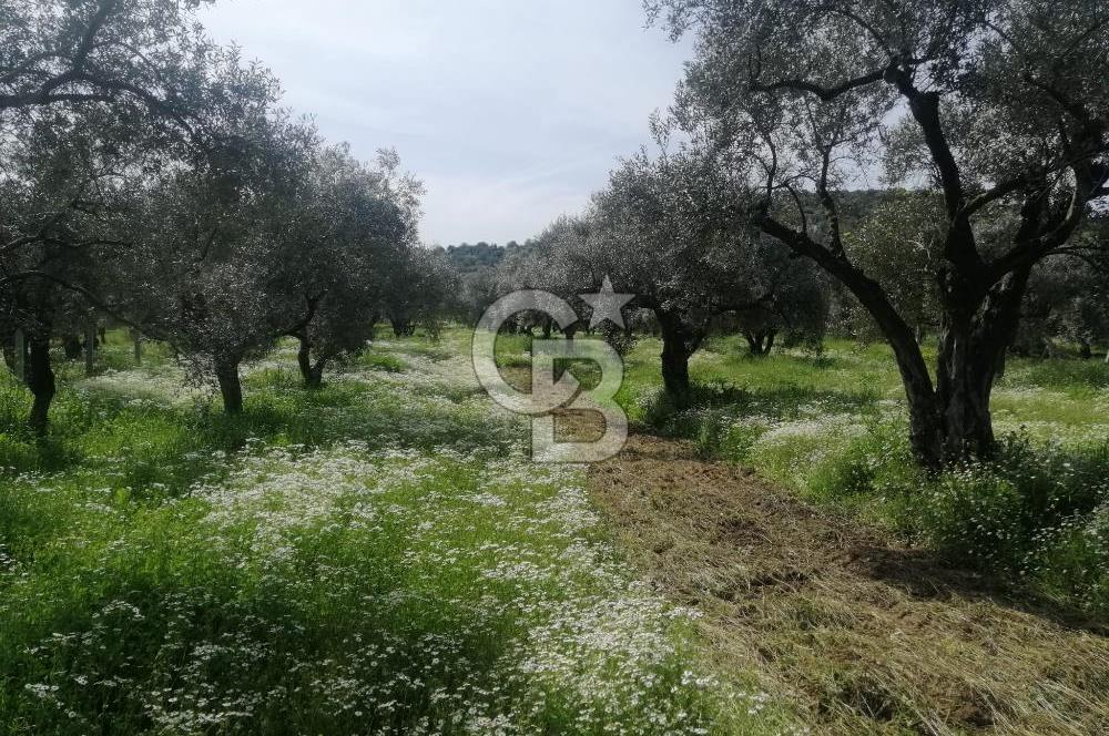 Museland-Bayındır- Çiftçigediği Mahallesinde Satılık Zeytinlik