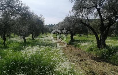Museland-Bayındır- Çiftçigediği Mahallesinde Satılık Zeytinlik