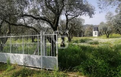 Museland-Bayındır- Çiftçigediği Mahallesinde Satılık Zeytinlik