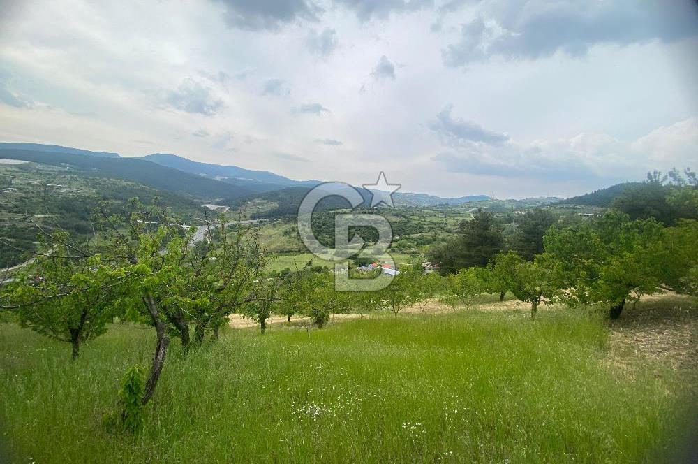 MUSELAND-İZMİR BORNOVA KARAÇAM SATILIK TARLA